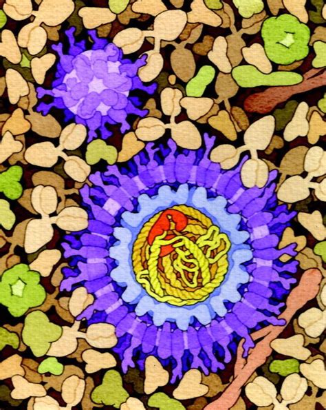 stunning molecular biology illustrations   floral abstract art