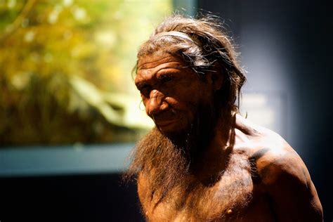 interbreeding with neanderthals denisovans gave us an evolutionary