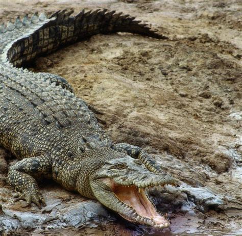 tiere krokodile verfuegen ueber perfekte orientierung welt