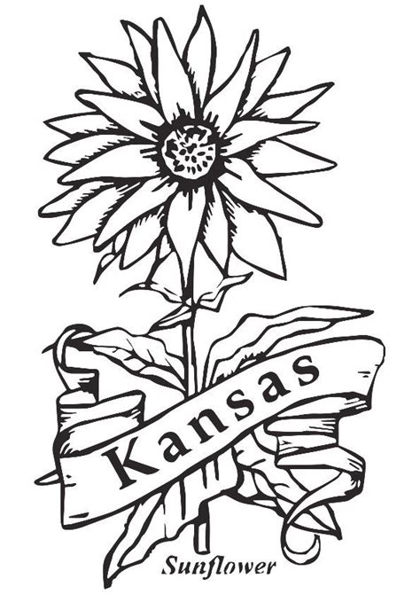 printable state flower  kansas coloring picture assignment