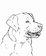 Labrador Lab Coloring Pages Retriever Dog Drawing Line Yellow Printable Deviantart Puppies Chocolate Color Getdrawings Getcolorings Print sketch template