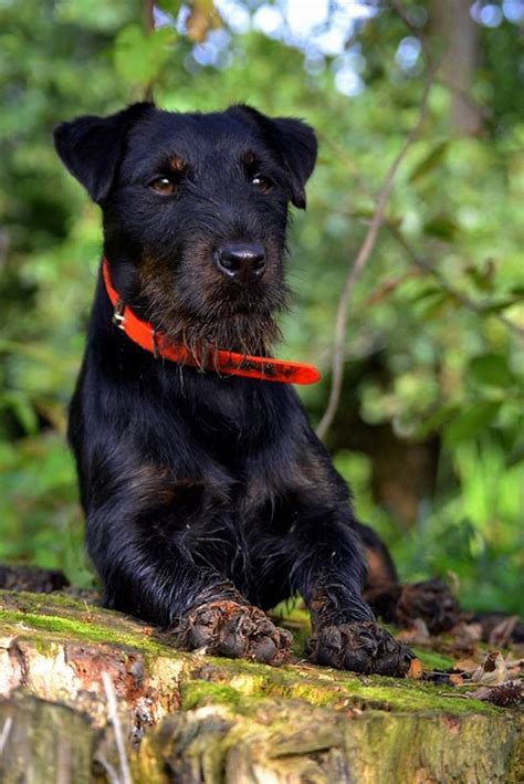 hunting dogs europe training  testing  small breed hunting dogs