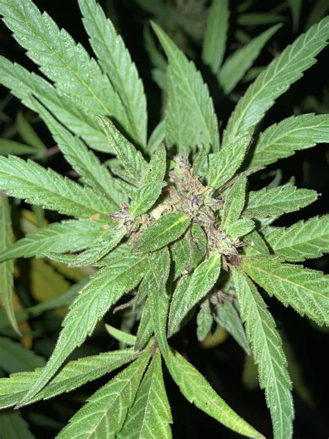 weird bud structure rcannabismutations
