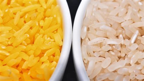 grain  golden rice  world  controversy  gmo foods  salt npr