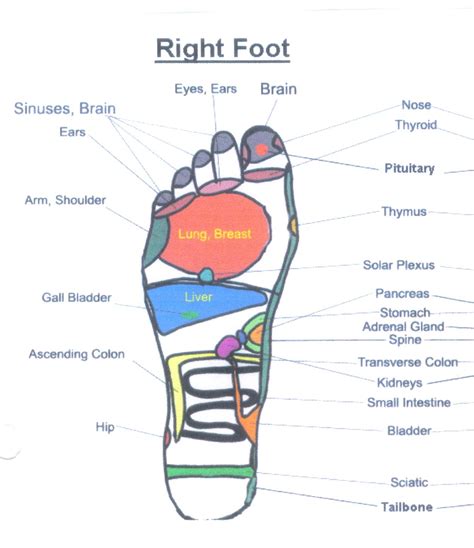 foot pain diagram exatininfo