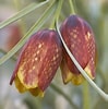 Afbeeldingsresultaten voor "fritillaria Messanensis". Grootte: 99 x 100. Bron: www.cotswoldgardenflowers.co.uk