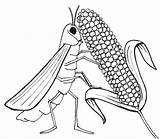 Colorir Locust Plague Grilo Gafanhotos Grilos Comendo sketch template