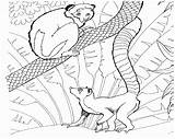Coloring Pages Lemur Jungle sketch template
