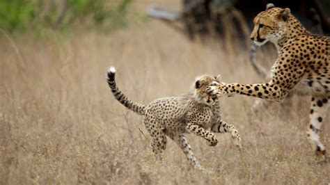 cheetah habitat pictures