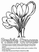 Crocus Prairie Provinces sketch template