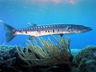 Afbeeldingsresultaten voor "sphyraena Barracuda". Grootte: 140 x 105. Bron: www.goodfreephotos.com