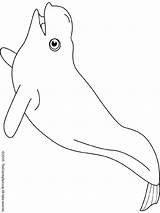 Coloring Beluga Whale Pages Shark sketch template
