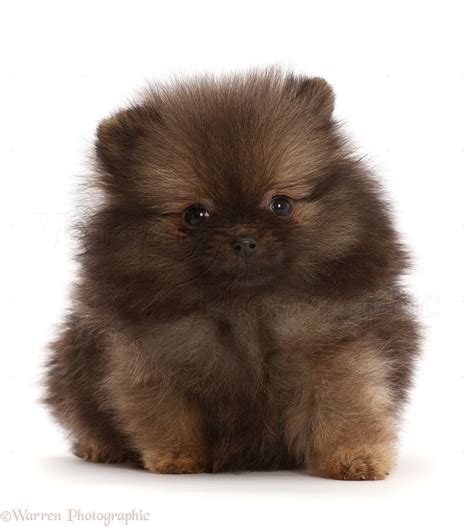 dog dark brown pomeranian puppy photo wp
