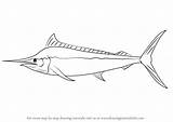 Marlin Draw Drawing Step Drawingtutorials101 Fish Drawings Silhouette Line Fishes Tutorials Learn Sketches sketch template