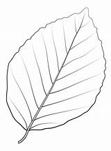 Beech Leaves sketch template