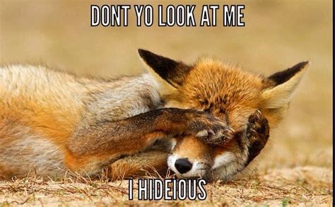 funny fox meme funny animals funny fox fox