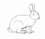 Zeca Kako Nacrtati Coniglio Disegnare Bunny Zec Slike Crtanje Naso Imparare Paintingvalley Getdrawings Corso Peli Pieno sketch template