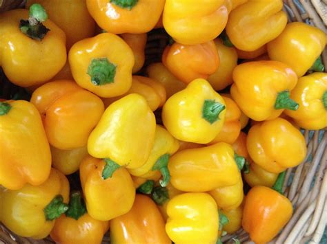 miniature yellow bell pepper stuffed peppers stuffed bell peppers yellow foods