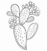 Fico Prickly Fruit Opuntia Fichi Frutta Dindia Ramo Gambo Isolato Indische Zwarte Doornige Wordt Stam Bloem Overzichts Vettore Profilo Opunzia sketch template