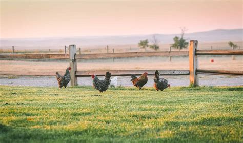 beginner s guide to raising laying hens the prairie homestead