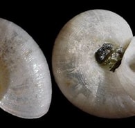 Afbeeldingsresultaten voor Skenea serpuloides. Grootte: 195 x 168. Bron: www.idscaro.net