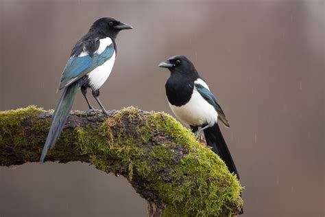 elster vorarlberger jaegerschaft weidwerk mit sorgfalt