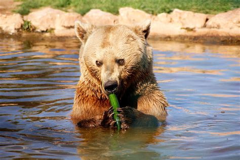 brown bear eating cucumber flickr photo sharing