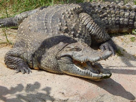 traumdeutung krokodil warum krokodile im traum krokodilstraeume