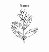 Tobacco Plant Drawn Hand Vector Nicotiana Tabacum Illustration Leaf Drawing Royalty Seed sketch template
