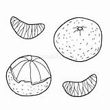 Tangerine Mandarijn Schets Slices Geïsoleerd Handgetrokken Plakken Vectorillustratie sketch template