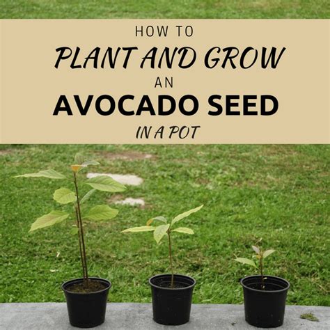 How To Start An Avocado Tree To Sprout An Avocado Seed Insert Three