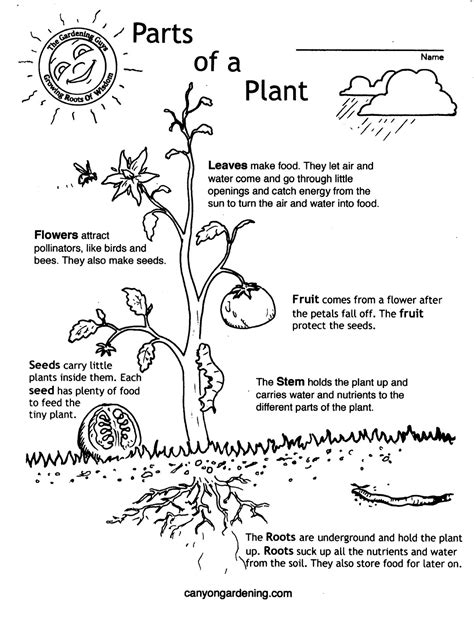 printable plant worksheets  kindergarten