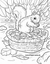 Herbst Ausmalen Kostenlos Malvorlagen Malvorlage Ausmalbild Ausdrucken Futtersuche Eichhörnchen Coloring Eichhornchen sketch template