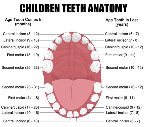 children teeth anatomy dentist manhattan ny