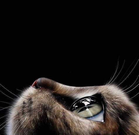This Realistic Drawing Of A Cat’s Face Nextfuckinglevel