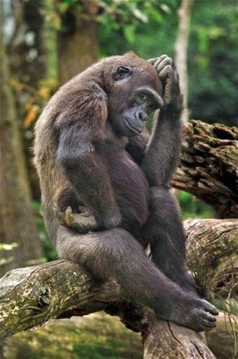 Funny Gorilla Scratching His Head Luvbat