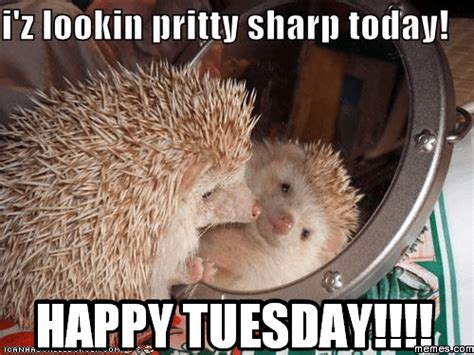 15 happy tuesday memes best funny tuesday memes