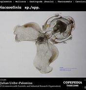 Afbeeldingsresultaten voor "diacavolinia Robusta". Grootte: 176 x 185. Bron: www.st.nmfs.noaa.gov