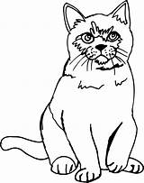 Cat Line Drawing Sketch Clipart Getdrawings Paintingvalley Icons sketch template
