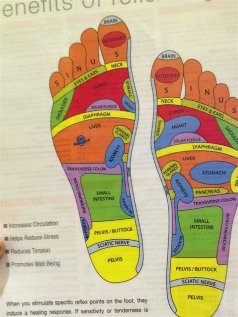 pin  foot reflexology