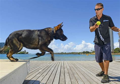 giant german shepherd  training  personal protection daily telegraph