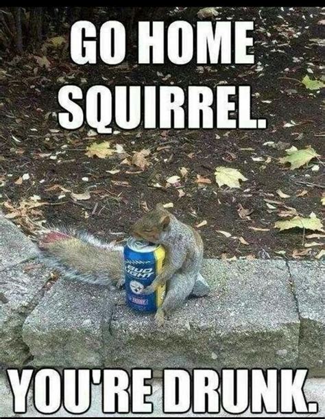 35 very funny squirrel meme pictures and images