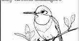 Hummingbird Throated sketch template