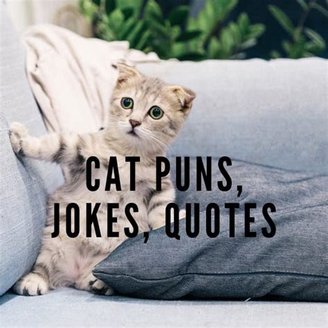 50 Funny Cat Puns Jokes And Quotes Legit Ng