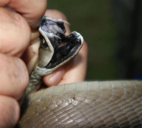 black mamba fangs  black mamba dendroaspis polylepis flickr