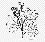 Blackcurrant Drawing Grape Juice Berry Watercress Coloring Pages Clipart Pinclipart Svg Vine Opp Leaf Monochrome Graphics Flower Vector Related Report sketch template