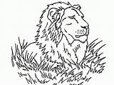 Coloring Pages Lions Lion Printable Popular sketch template