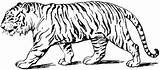 Bengal Tigres Colorir Clipartmag sketch template