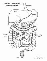 Digestive Organs Tract Organ Sponsors Exploringnature sketch template