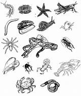 Coloring Invertebrates Pages Invertebrate Printable Getcolorings Color Animals Print sketch template